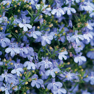 Lobelia, Regatta