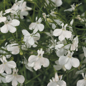 Lobelia, Regatta