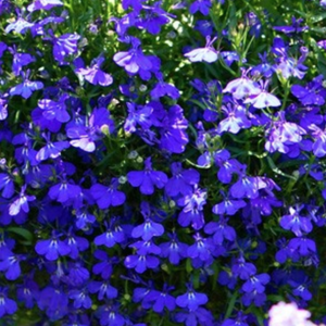 Lobelia, Riviera