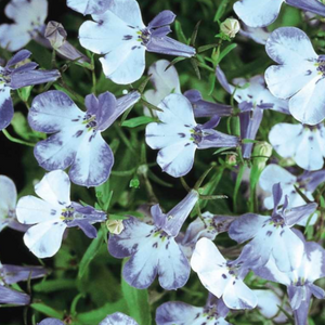 Lobelia, Riviera