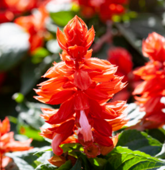 Salvia, Cell pak
