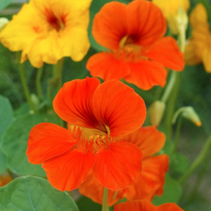 Nasturtium