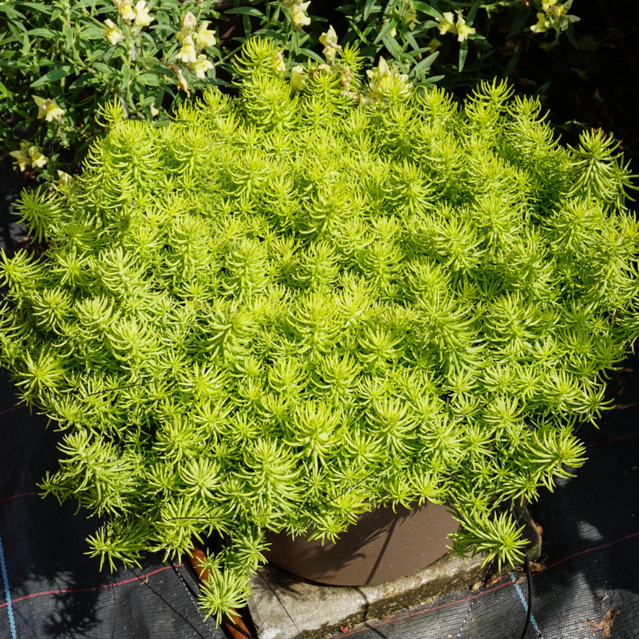 Sedum Prima Angelina