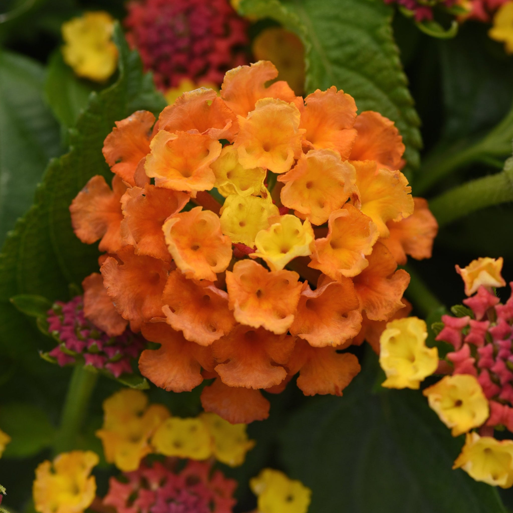 Lantana Hanging Baskets Colour Paradise Greenhouses