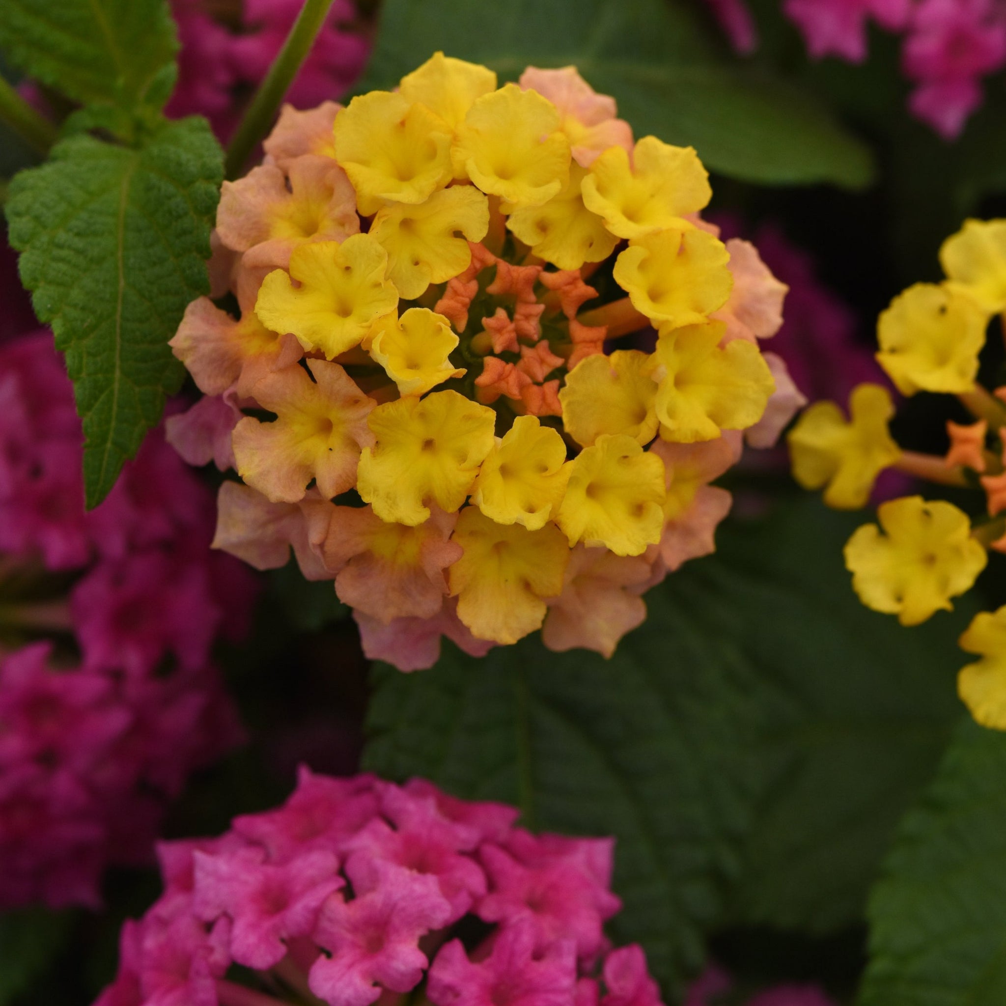Lantana Hanging Baskets Colour Paradise Greenhouses