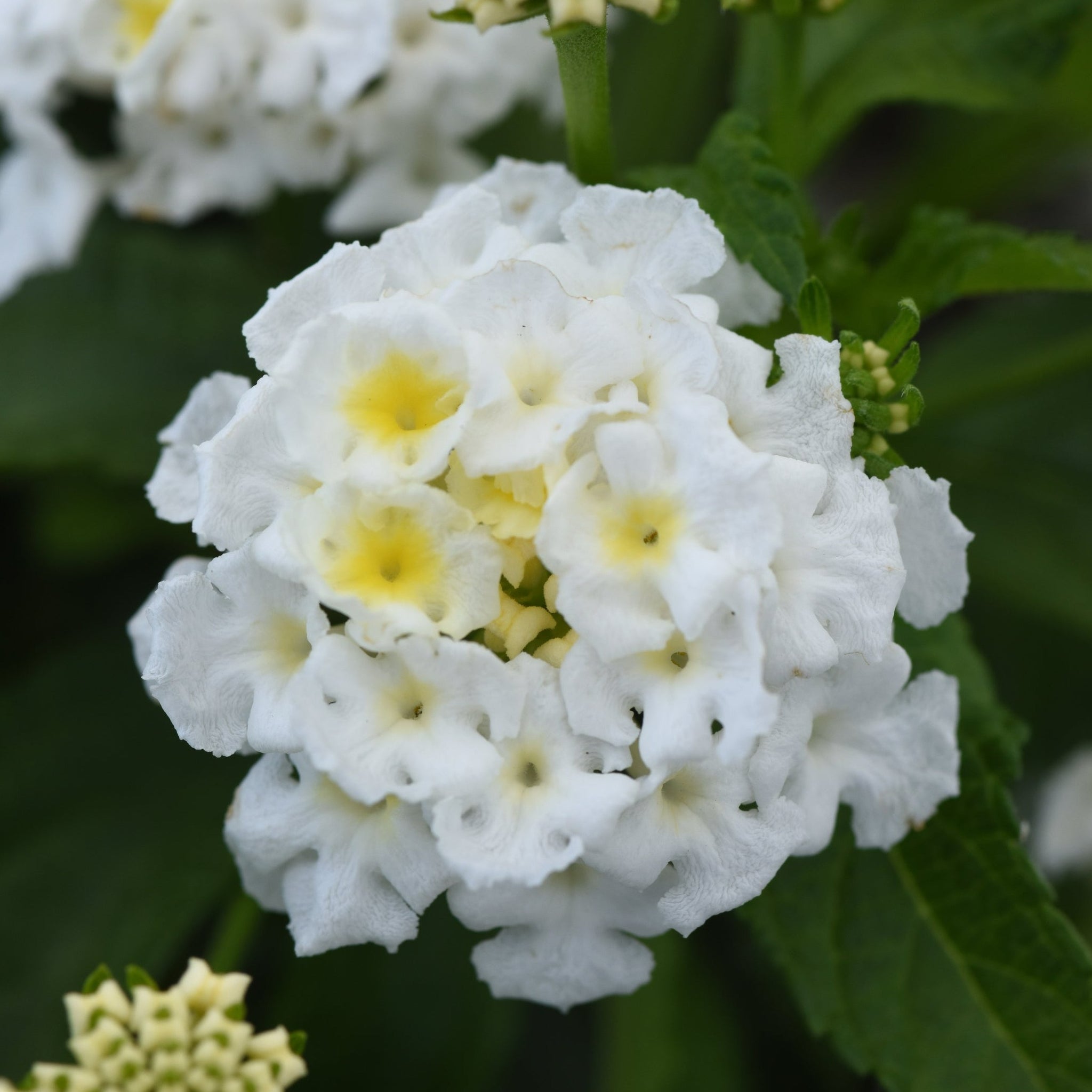 Lantana Hanging Baskets Colour Paradise Greenhouses