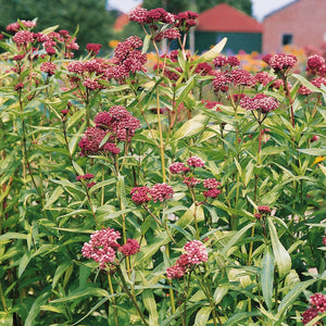 Milkweed, Asclepias incarnata Soulmate