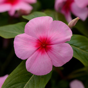 Vinca, Cell pak