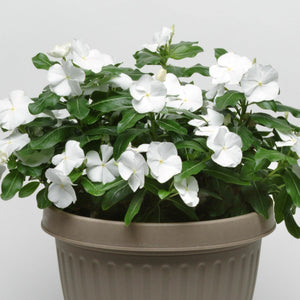 Vinca, Cell pak