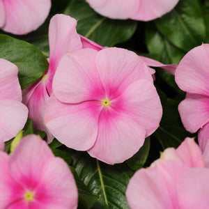 Vinca, Cell pak