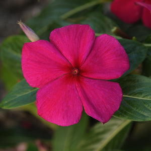 Vinca, Cell pak