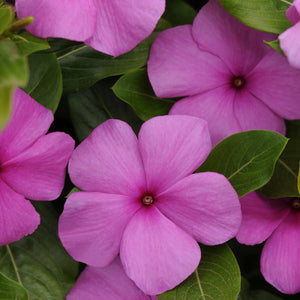 Vinca, Cell pak