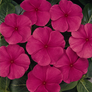 Vinca, Cell pak