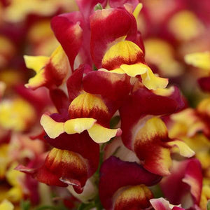 Snapdragon