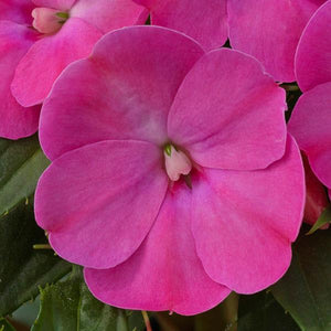 Sunpatiens, Compact Series