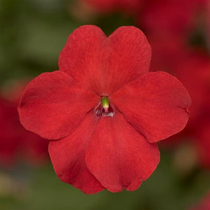 Impatiens, Imara Series