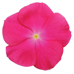 Vinca, Cell pak