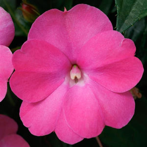 Sunpatiens, Compact Series