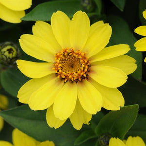 Zinnia