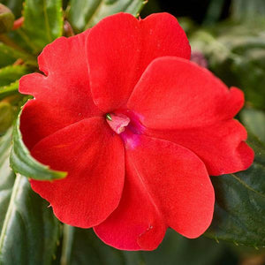 Sunpatiens, Compact Series