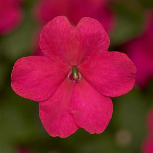 Impatiens, Imara Series