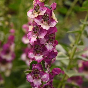 Angelonia