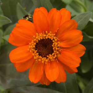 Zinnia