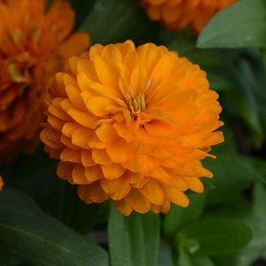 Zinnia