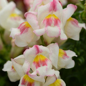 Snapdragon