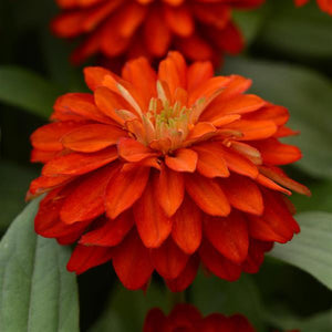 Zinnia