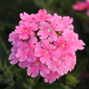 Verbena