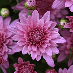 Fall Mum 'Tribeca Pink'