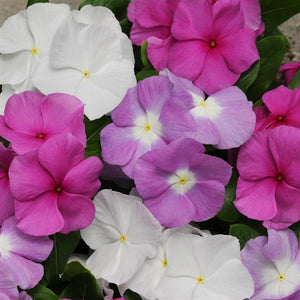 Vinca, Cell pak