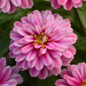 Zinnia
