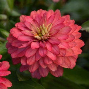 Zinnia