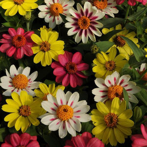 Zinnia