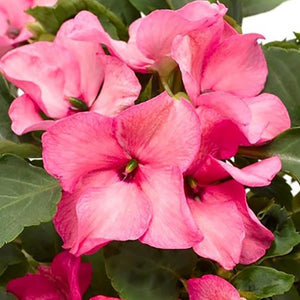 Impatiens, Imara Series