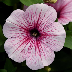 Petunia, Headliner Series