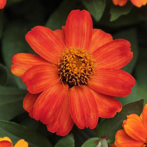 Zinnia