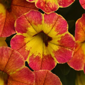 Calibrachoa