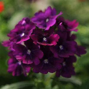 Verbena