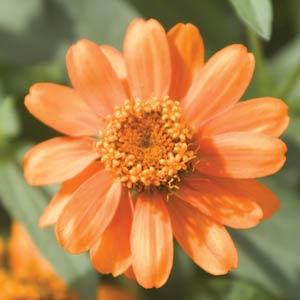 Zinnia