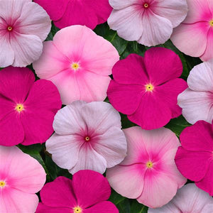Vinca, Cell pak