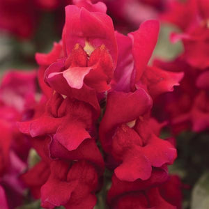 Snapdragon