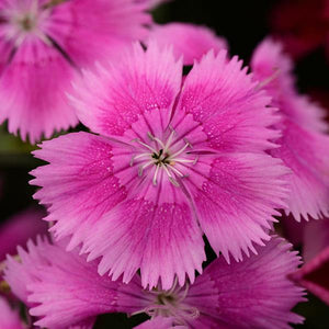 Dianthus