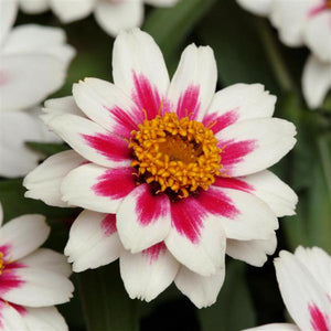 Zinnia