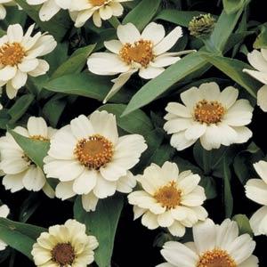 Zinnia