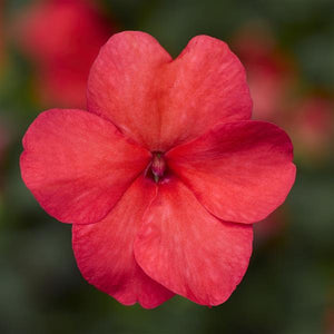 Impatiens, Imara Series