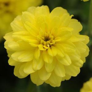 Zinnia