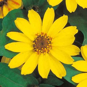 Zinnia